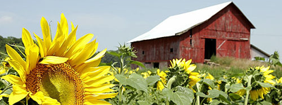 Barn and sunflower